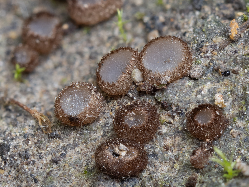 Trichophaea gregaria